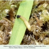 hesperia comma larva2